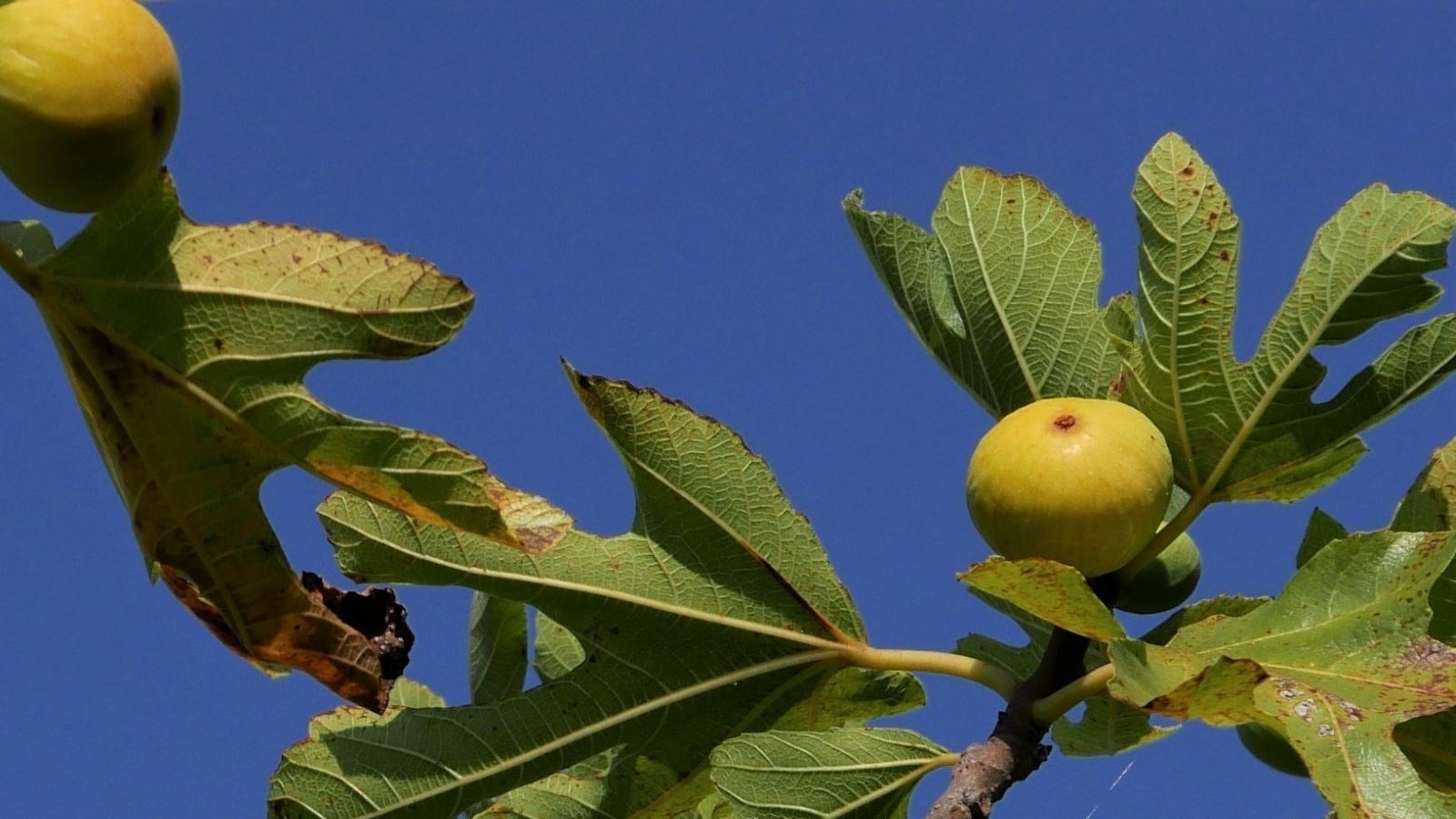 Berati Tours Albania